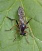 Dioctria rufipes